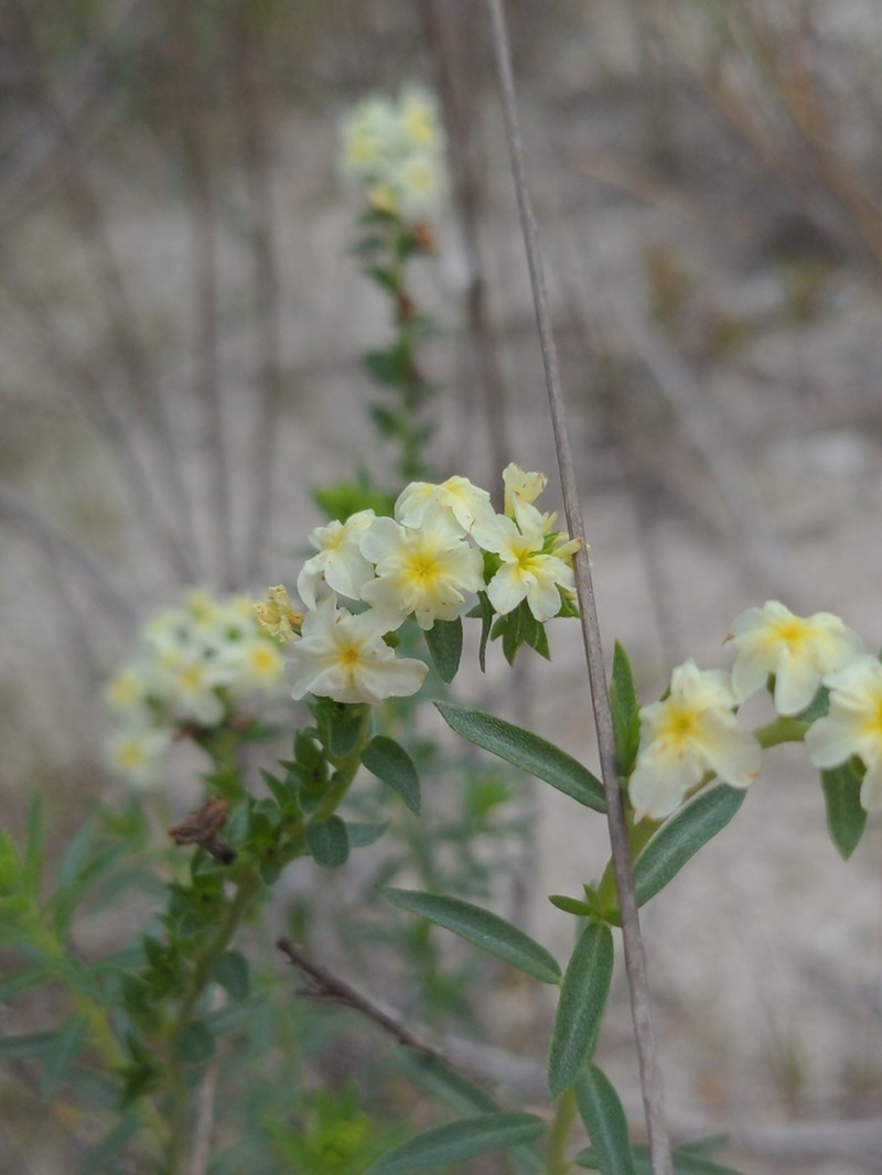 Pineland Heliotrope