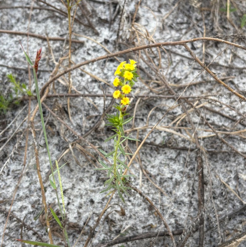 Pineland Heliotrope photo 2