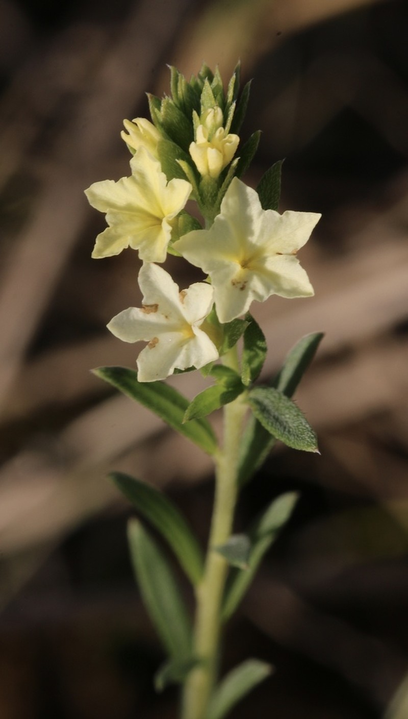 Pineland Heliotrope photo 4