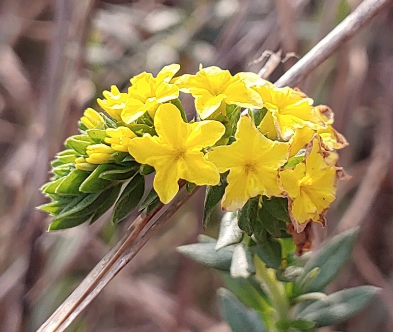 Pineland Heliotrope photo 6