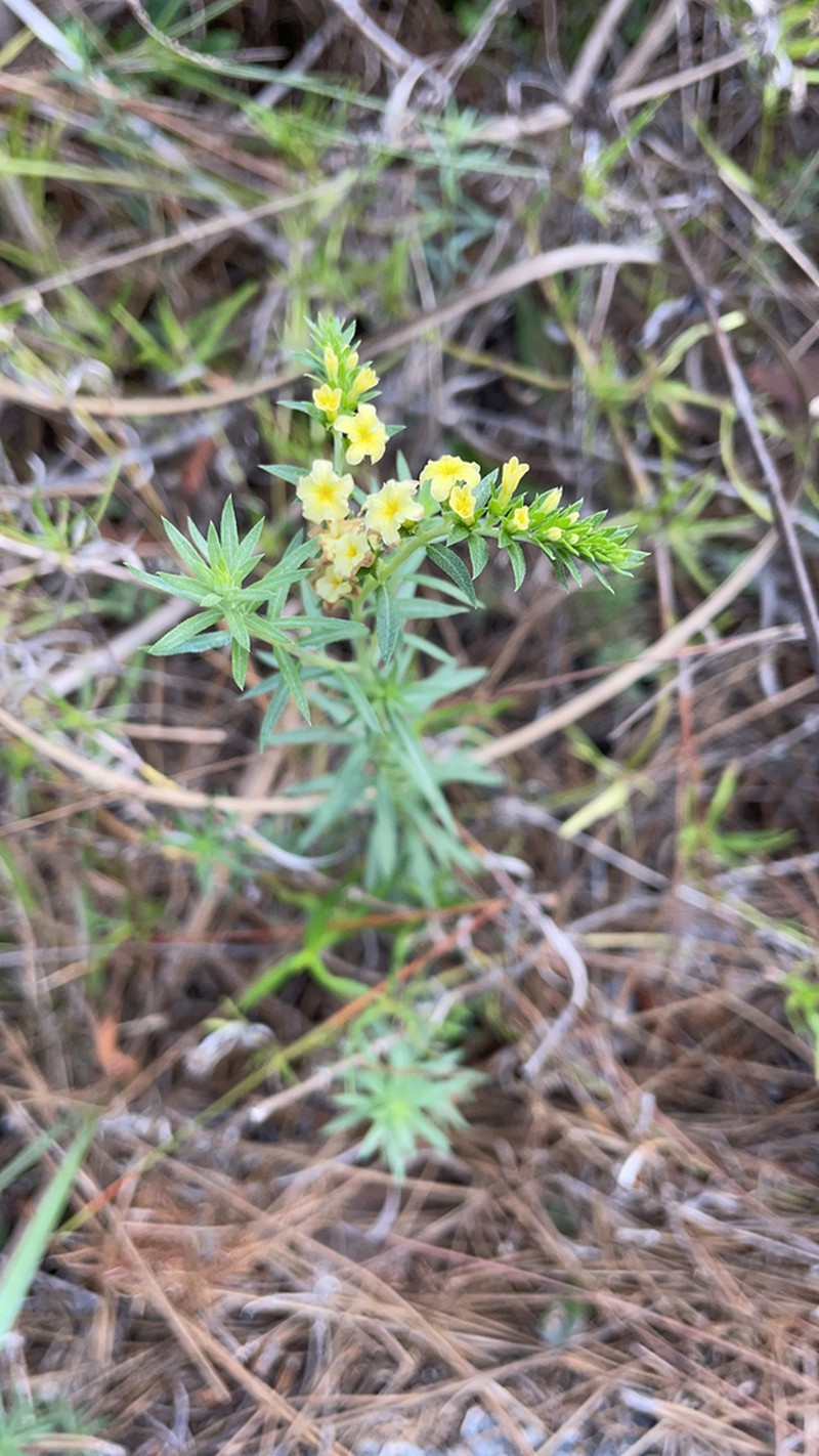 Pineland Heliotrope photo 7