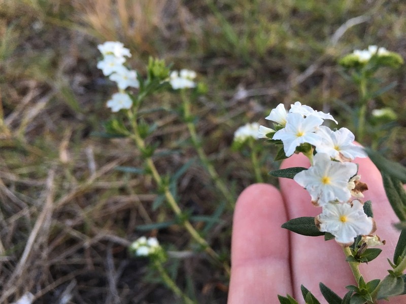 Pineland Heliotrope photo 8