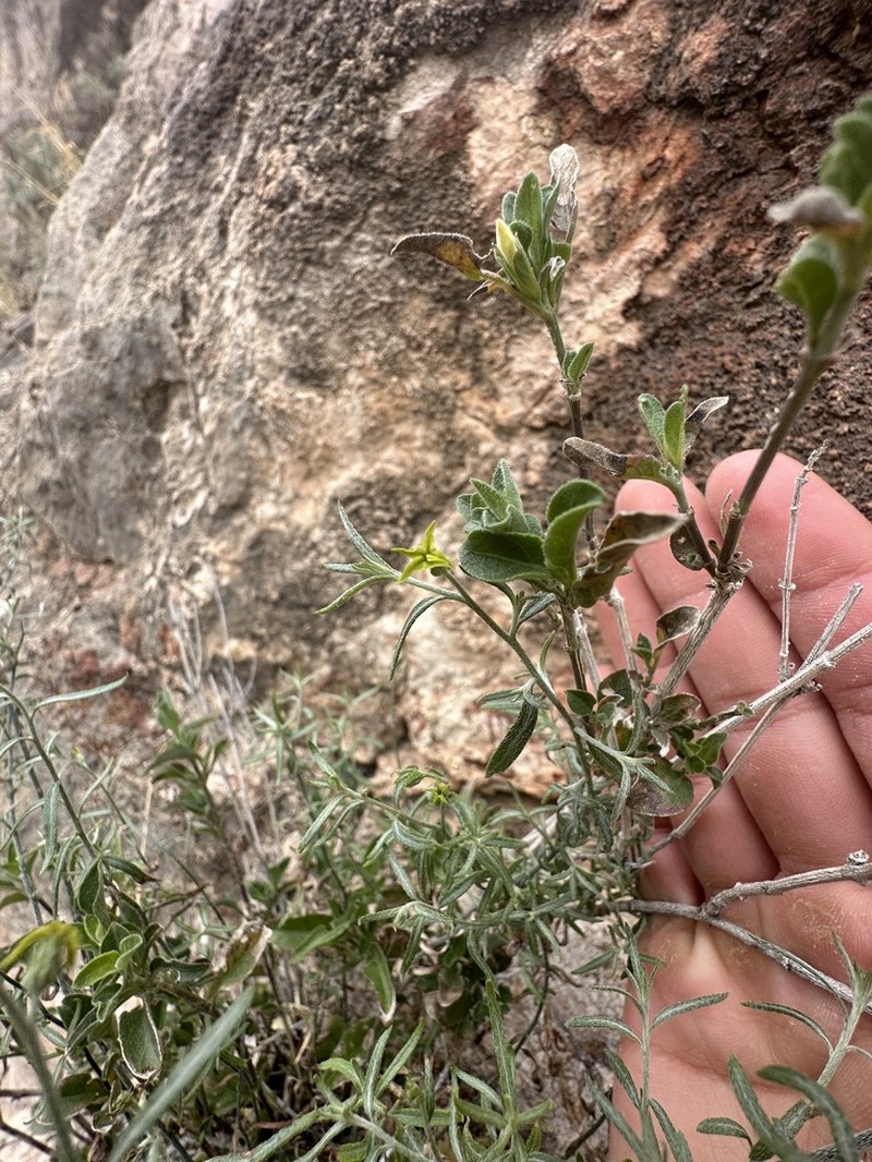 Euploca powelliorum