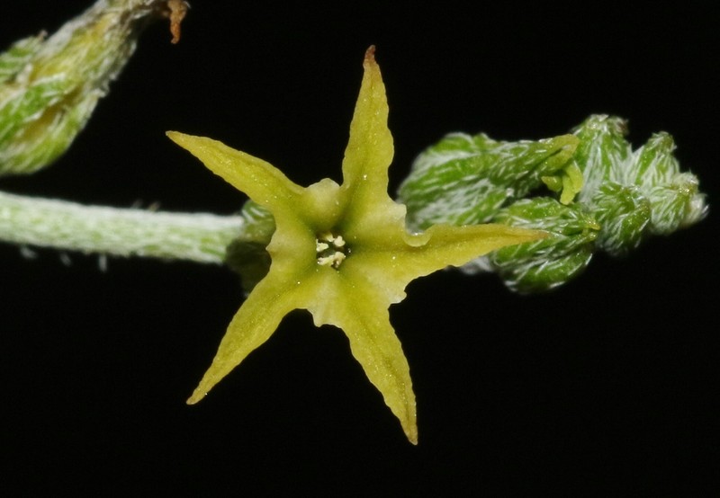Euploca powelliorum photo 3