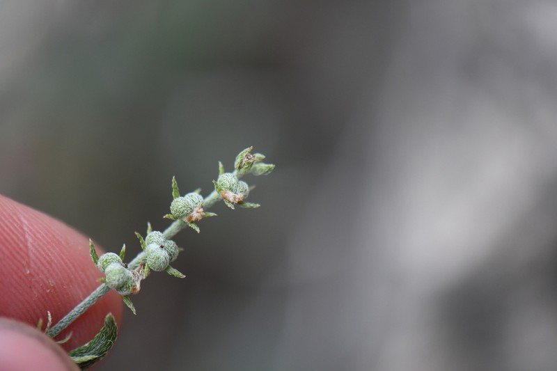 Euploca powelliorum photo 4
