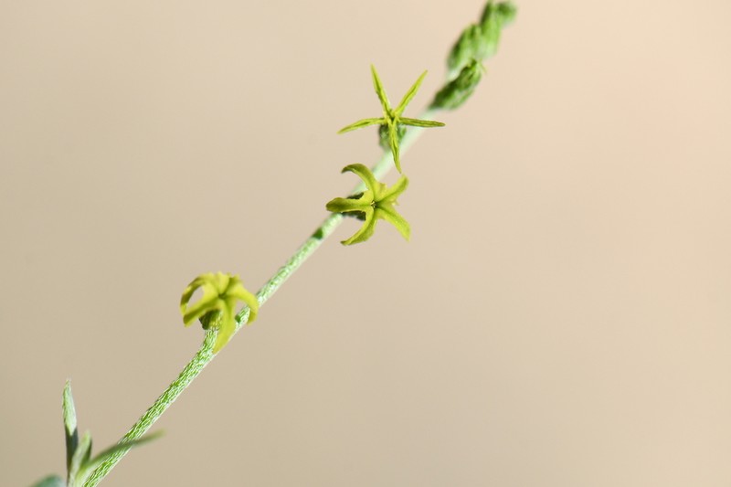 Euploca powelliorum photo 5