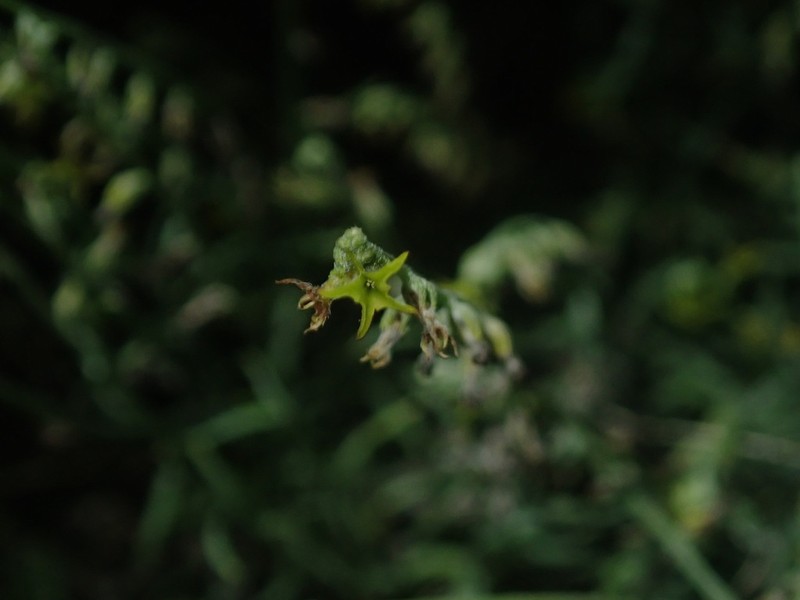 Euploca powelliorum photo 6