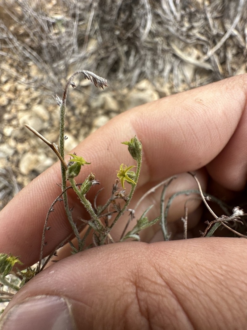 Euploca powelliorum photo 7