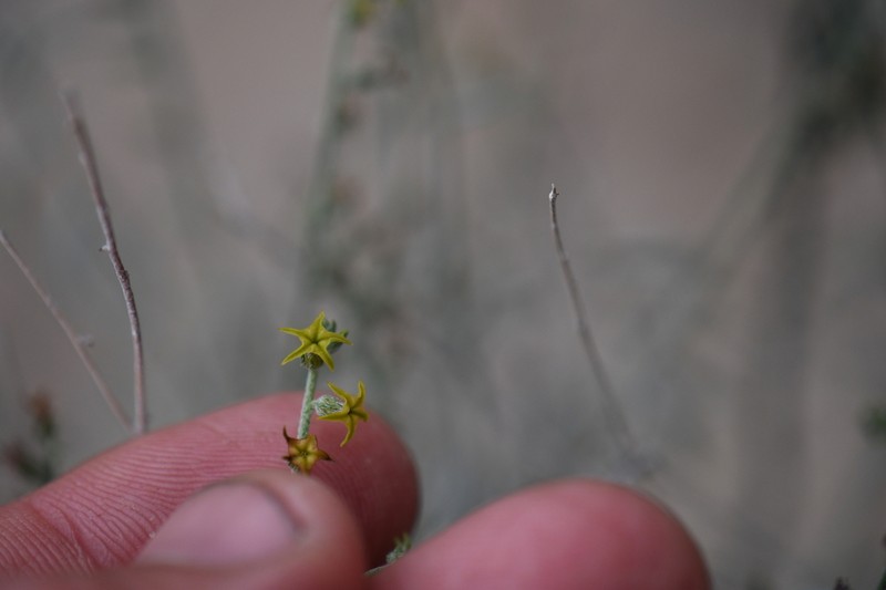 Euploca powelliorum photo 8