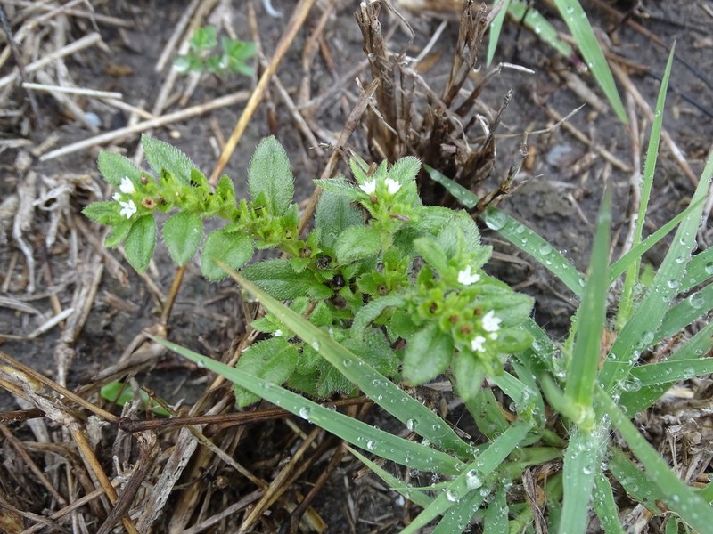 Pringle's Heliotrope