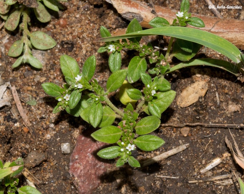 Pringle's Heliotrope photo 2