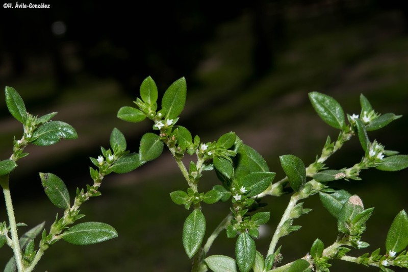 Pringle's Heliotrope photo 3