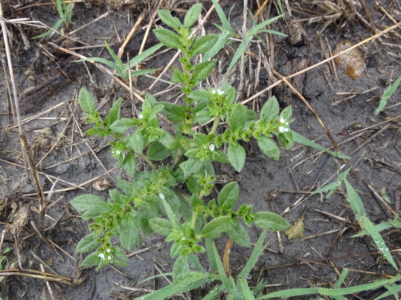 Pringle's Heliotrope photo 4