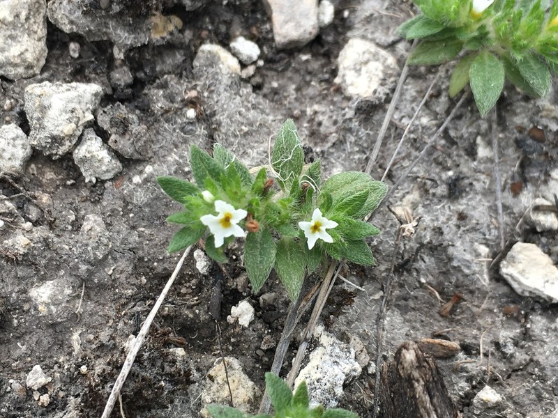 Pringle's Heliotrope photo 5