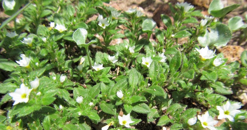 Pringle's Heliotrope photo 6