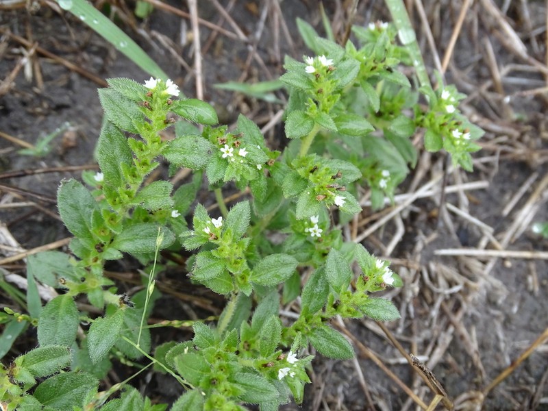 Pringle's Heliotrope photo 7