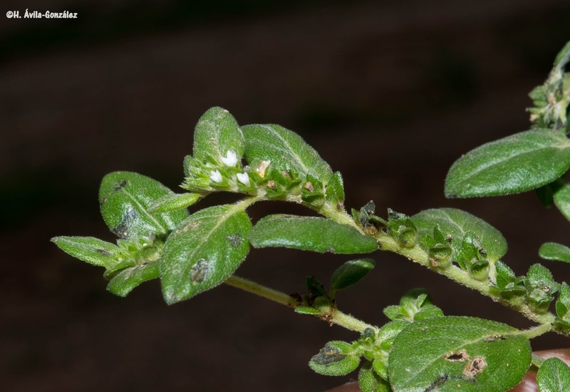Pringle's Heliotrope photo 8