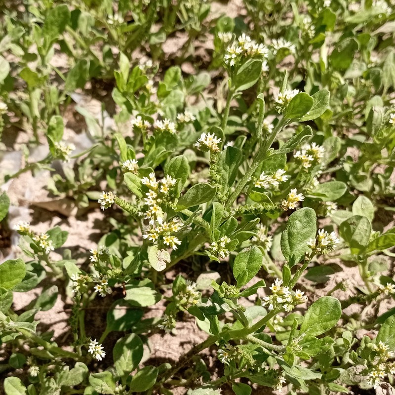 Fourspike Heliotrope