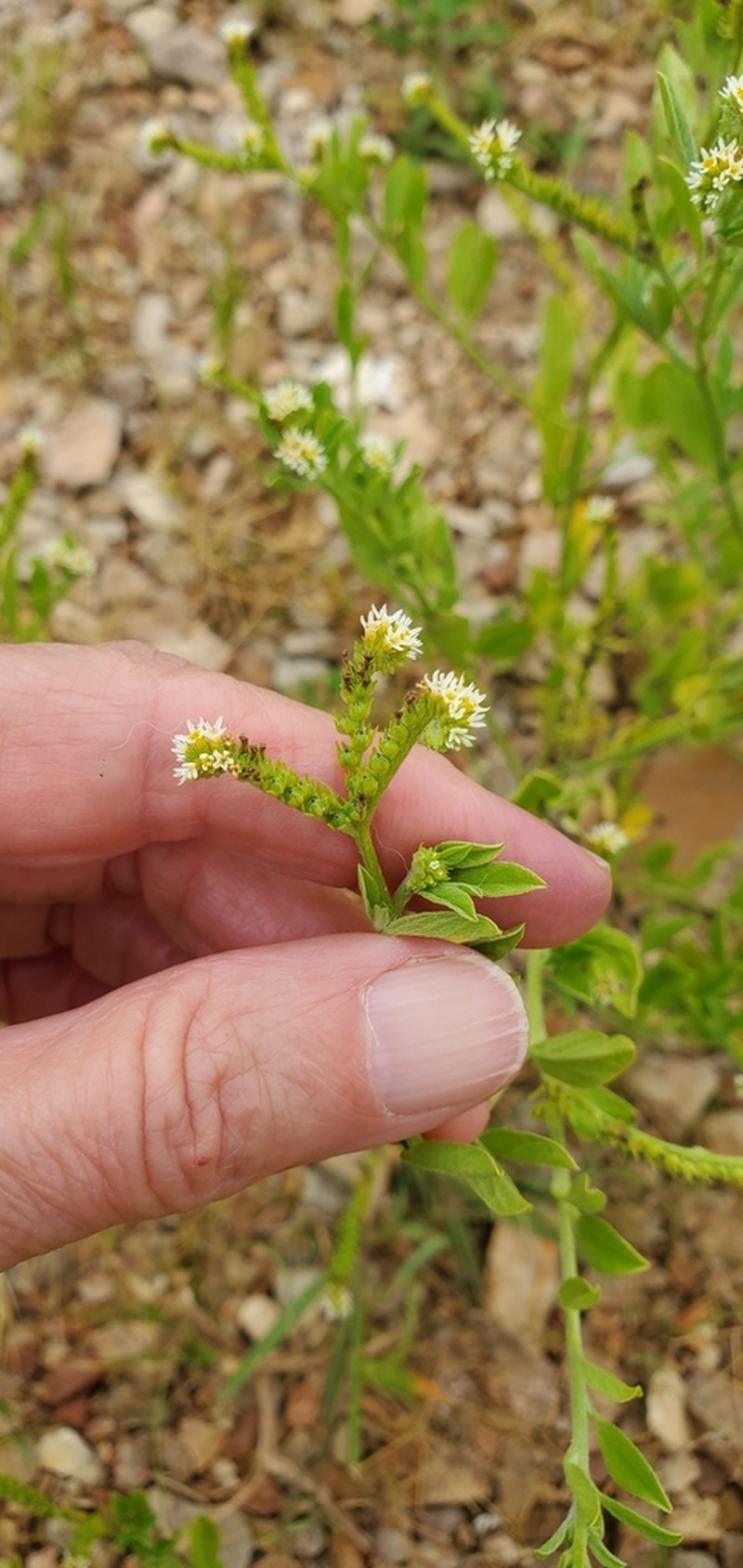 Fourspike Heliotrope