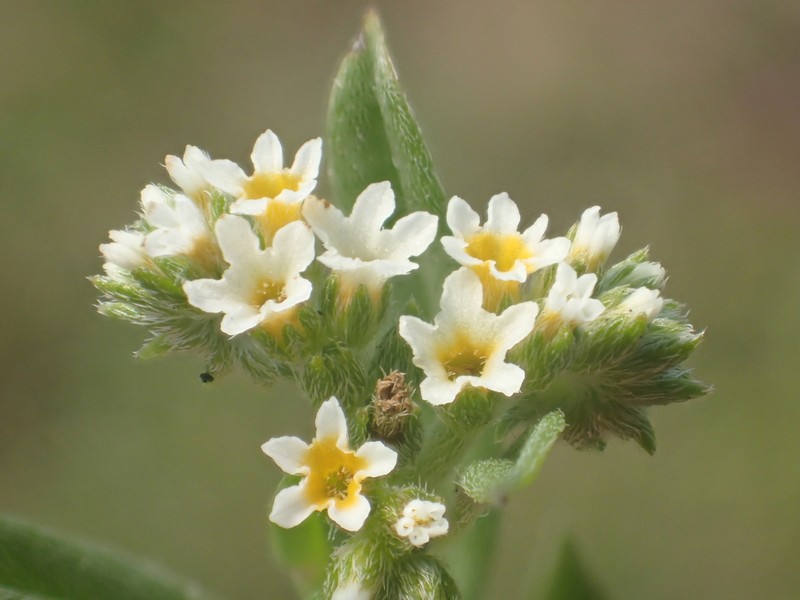 Fourspike Heliotrope photo 2