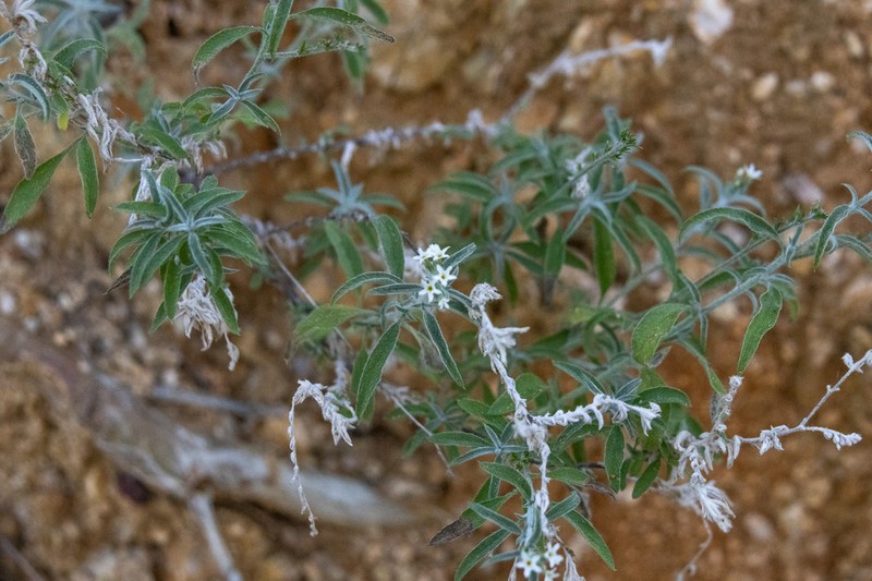 Fourspike Heliotrope photo 3