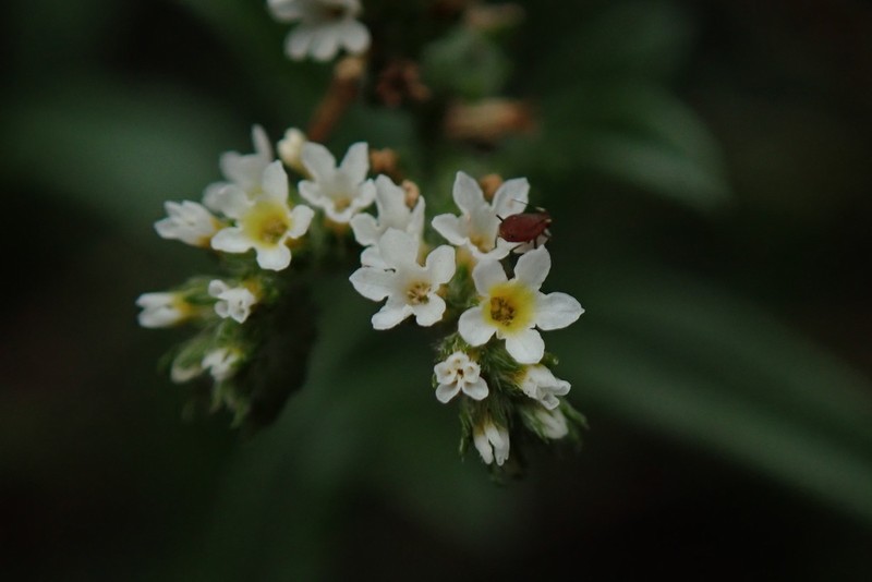 Fourspike Heliotrope photo 4