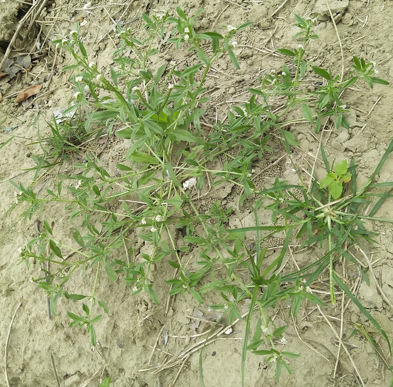 Fourspike Heliotrope photo 5