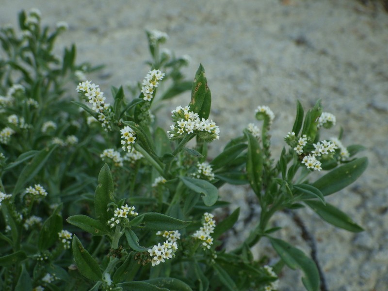 Fourspike Heliotrope photo 6