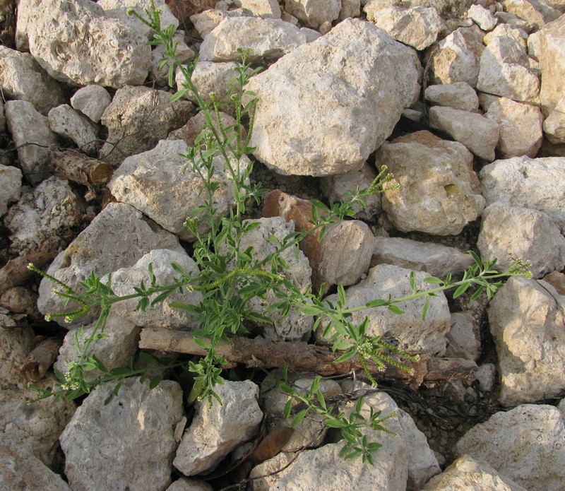 Fourspike Heliotrope photo 7