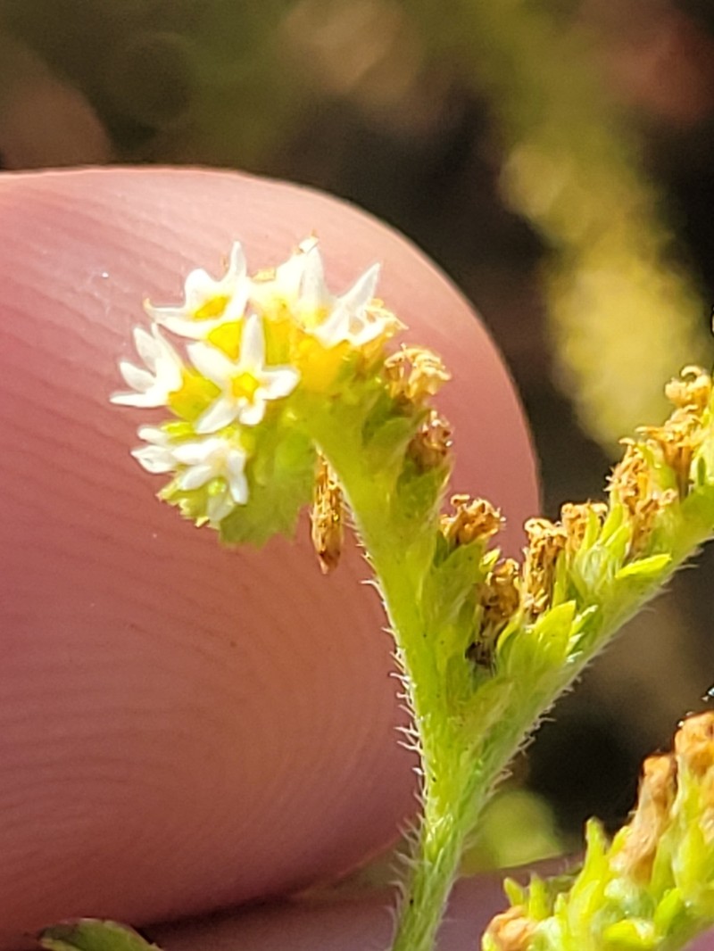 Fourspike Heliotrope photo 8