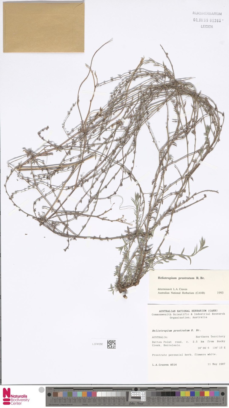Euploca prostrata
