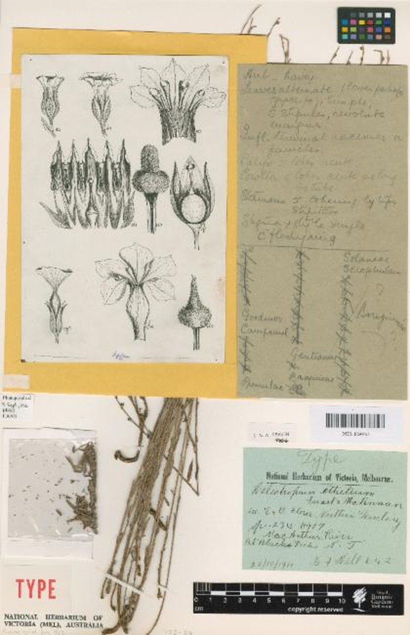 Euploca prostrata photo 2