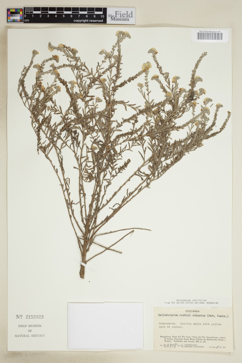 Euploca purdiei