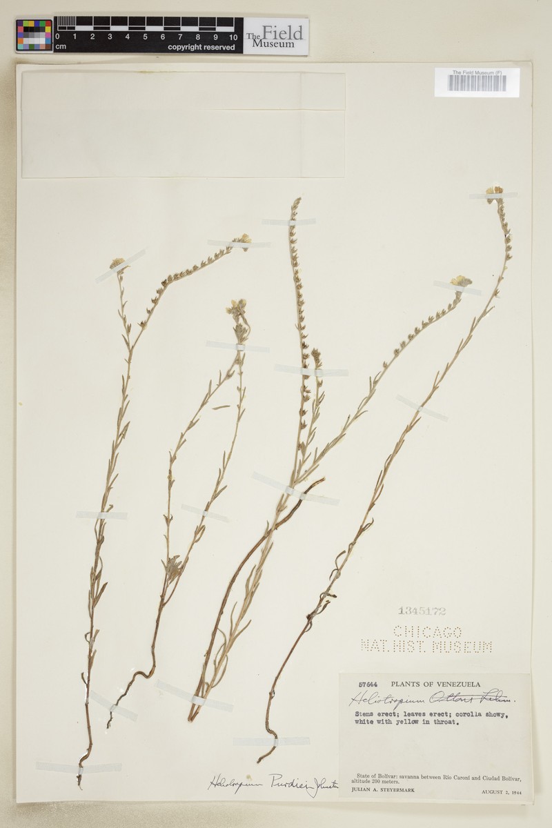 Euploca purdiei photo 2