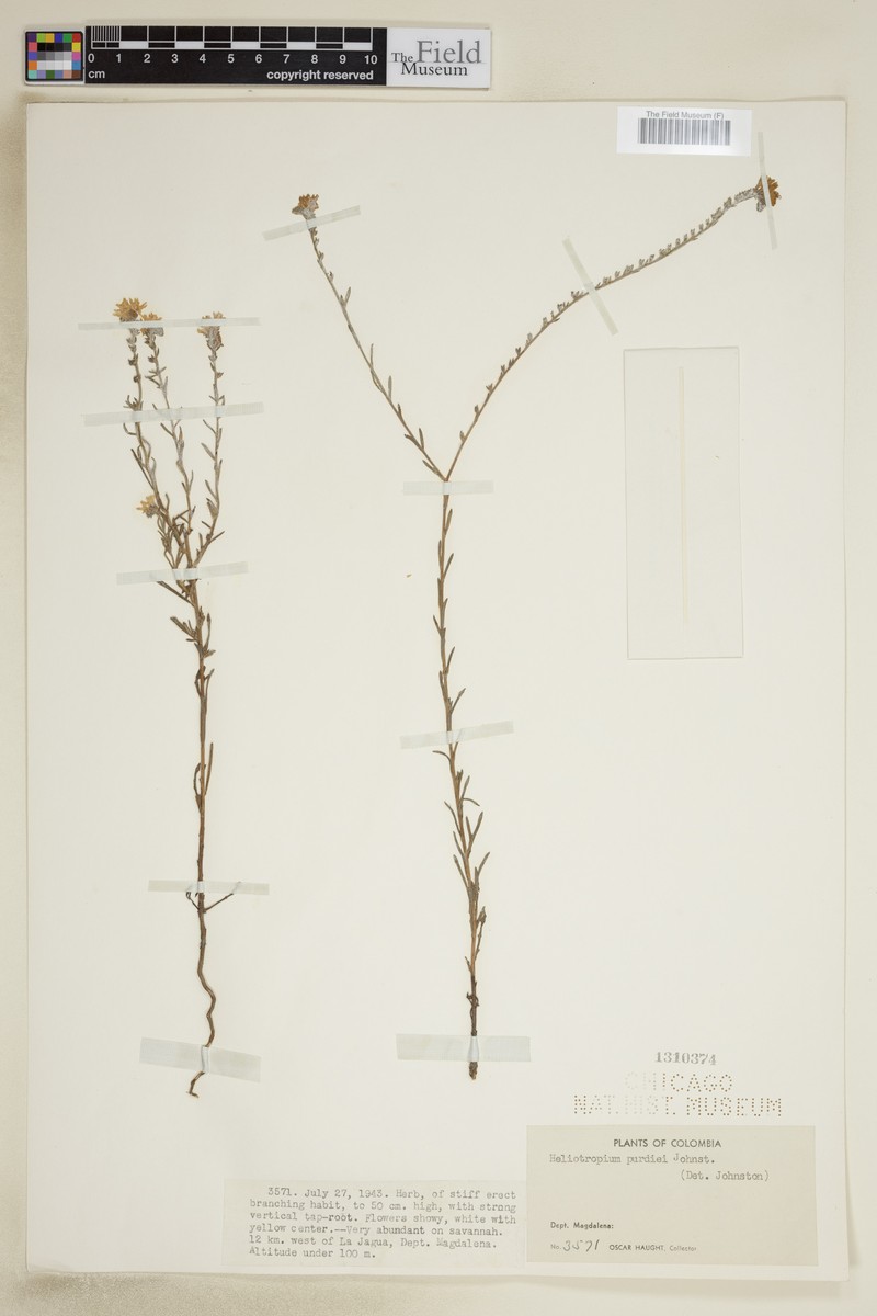 Euploca purdiei photo 3