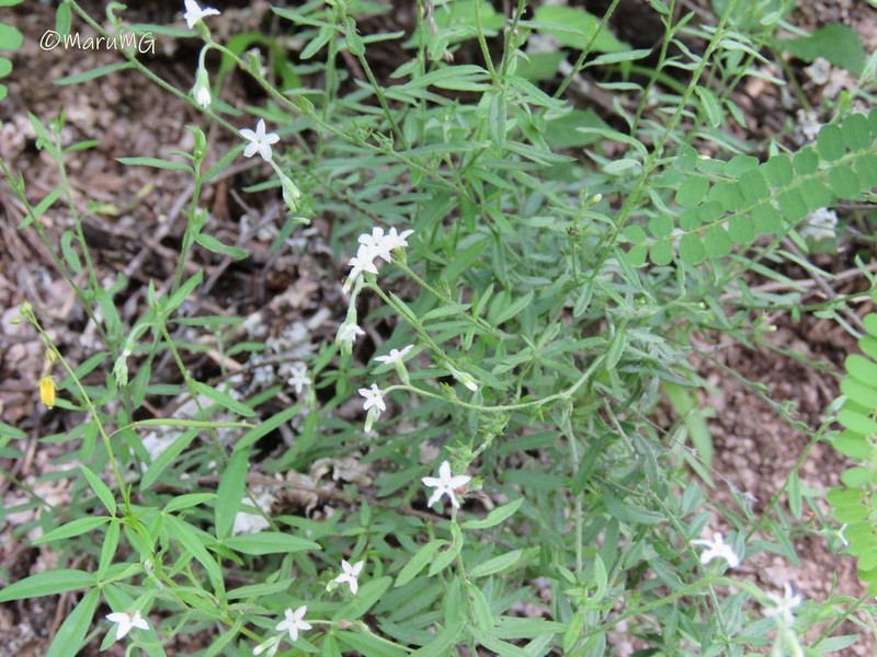 Euploca queretaroana