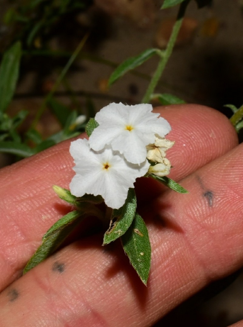Coastal Plain Heliotrope