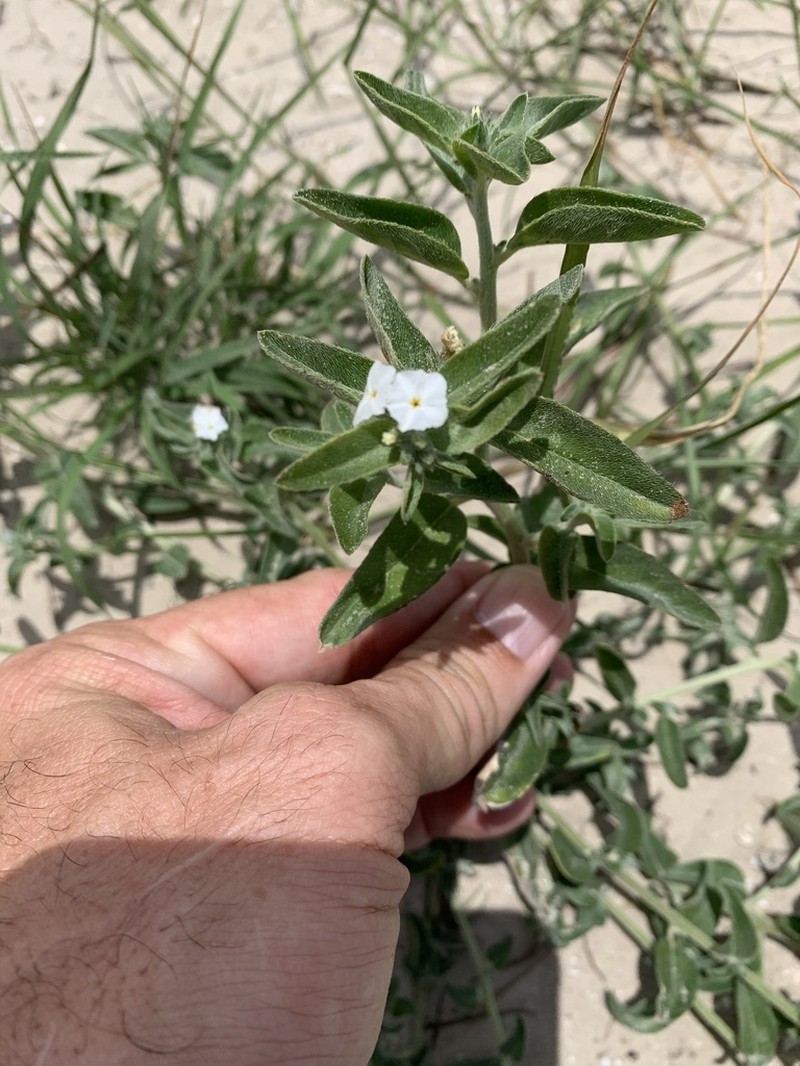 Coastal Plain Heliotrope photo 2