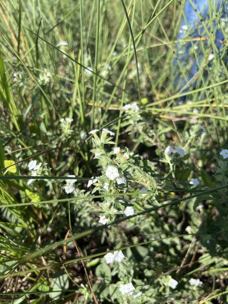 Coastal Plain Heliotrope photo 3