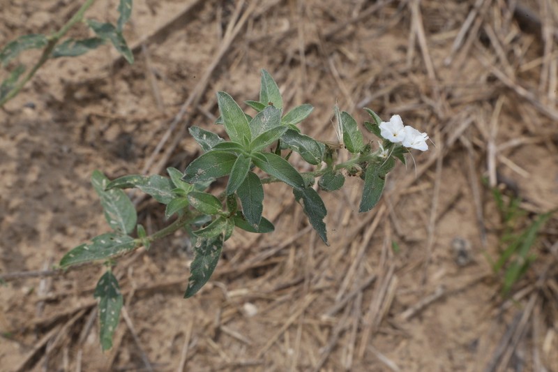 Coastal Plain Heliotrope photo 4
