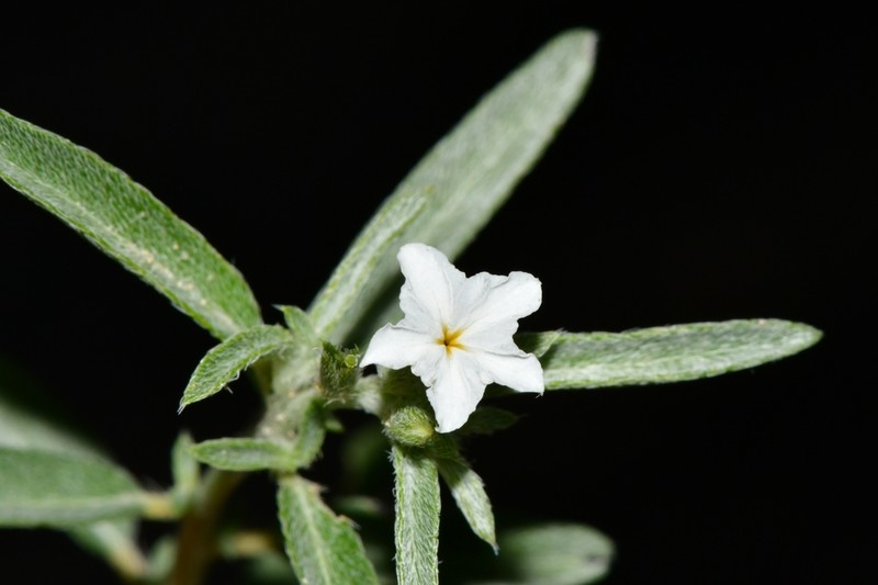 Coastal Plain Heliotrope photo 5
