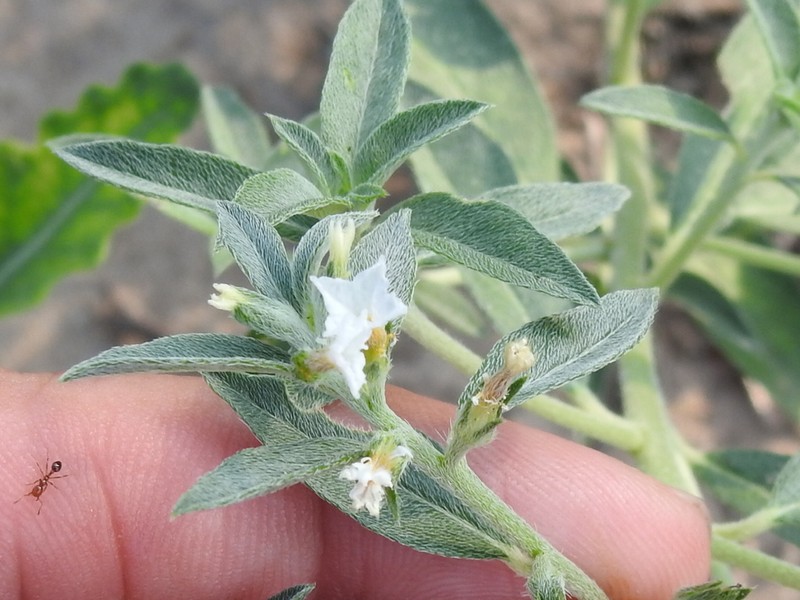 Coastal Plain Heliotrope photo 6