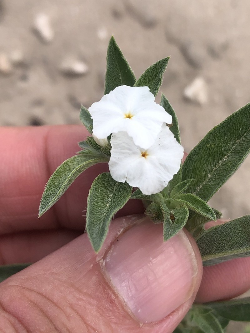 Coastal Plain Heliotrope photo 7