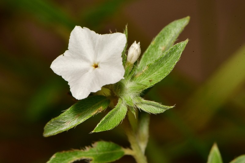 Coastal Plain Heliotrope photo 8