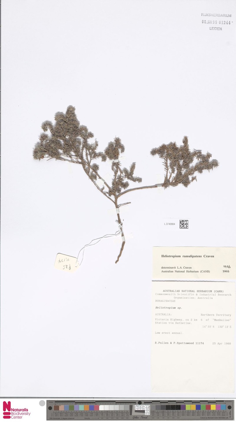 Euploca ramulipatens
