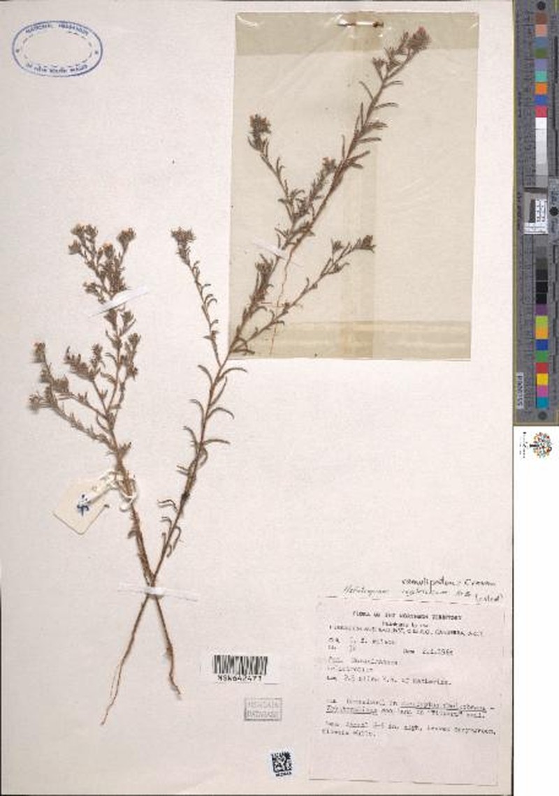 Euploca ramulipatens photo 2