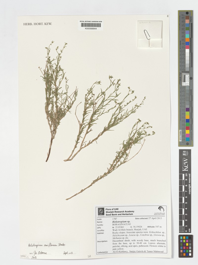 Euploca rariflora subsp. rariflora