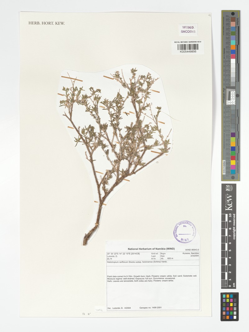 Euploca rariflora subsp. rariflora photo 2