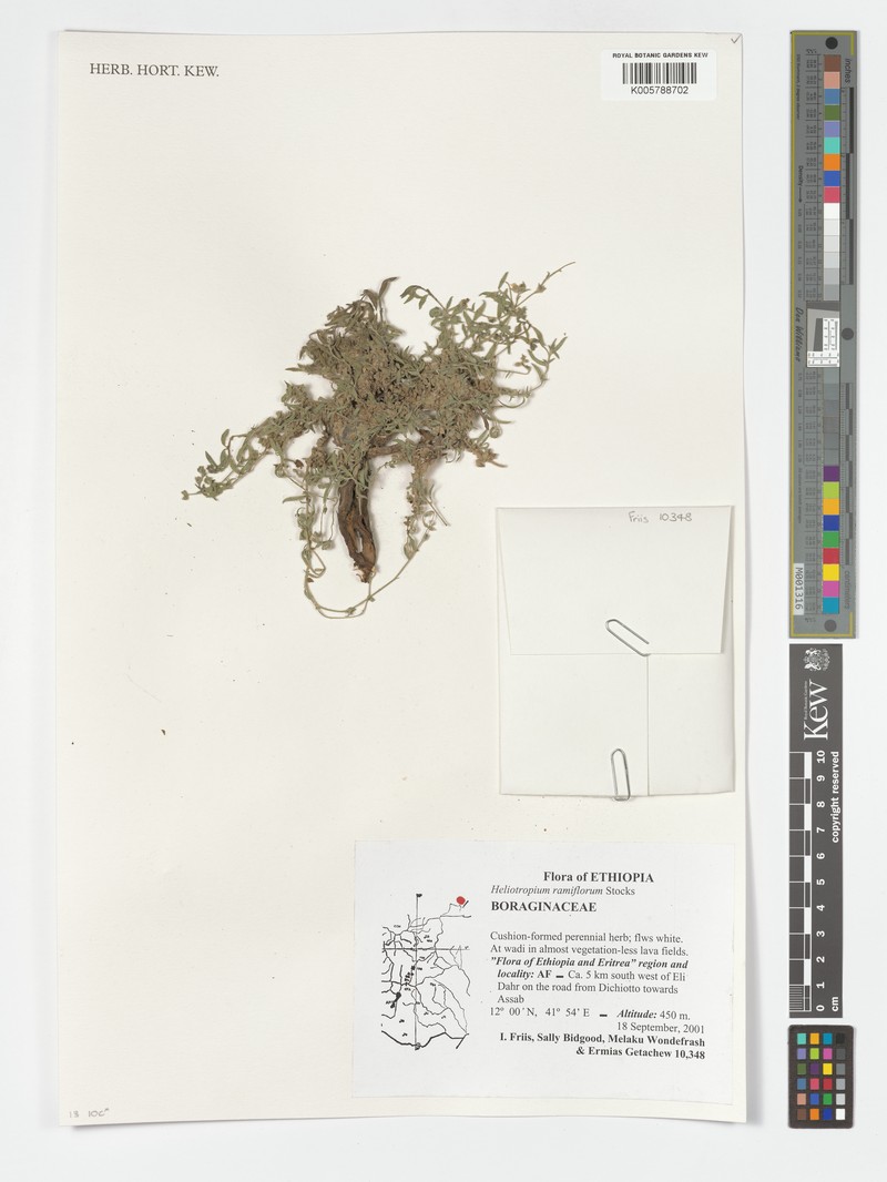 Euploca rariflora subsp. rariflora photo 3