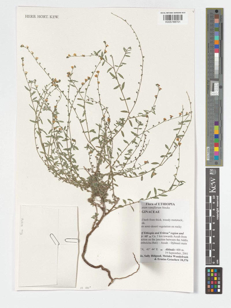 Euploca rariflora subsp. rariflora photo 4